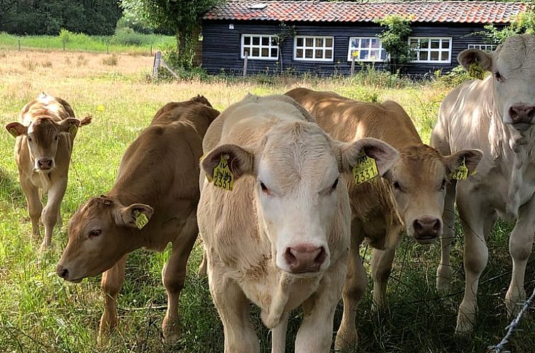 Vakantiehuisje in Overasselt