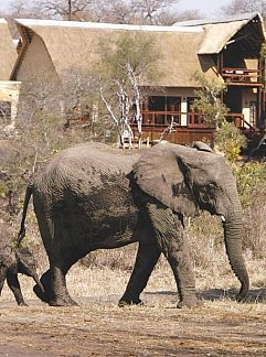 Vakantiewoning Nkorho Bush Lodge, Sabi Sand Game Reserve, Mpumalanga (Kruger Park), Zuid-Afrika