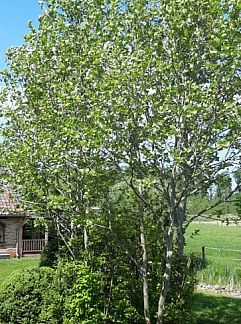 Chambres d'hôtes Boerderij De Boterbloem, Amerongen, Utrechtse Heuvelrug, 