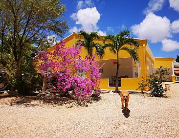 Roadrunner-Bonaire