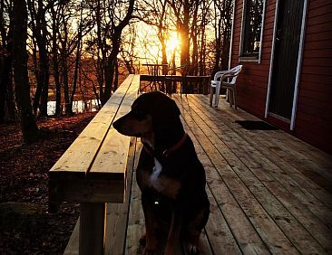 Farm Stay Happy Dogs Ranch