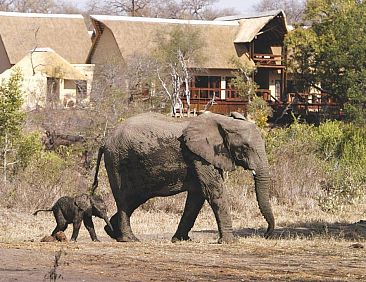 Elephant Plains Game Lodge