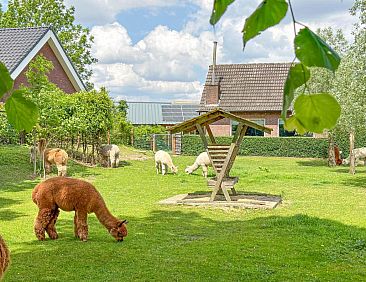 Alpacafarm Vorstenbosch