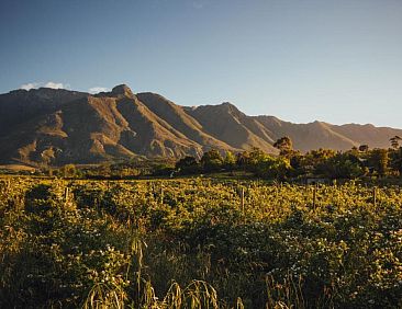 Wildebraam Berry Estate