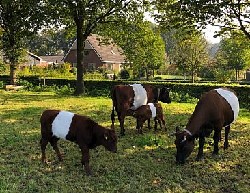 Huisje in Lettele