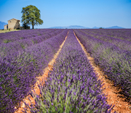 Provence-Alpes-Côte d'Azur